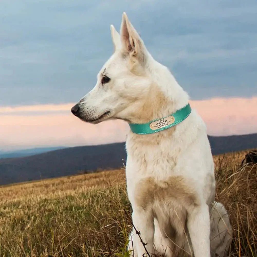 Personalized Leather Dog Collar Rare Vault Co.